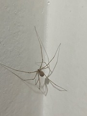 Physocyclus globosus