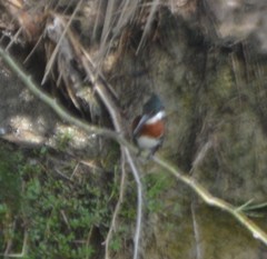 Chloroceryle americana