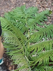 Cibotium glaucum