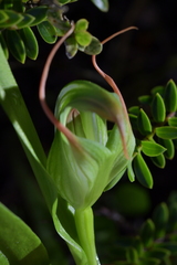 Pterostylis patens