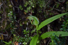 Pterostylis patens