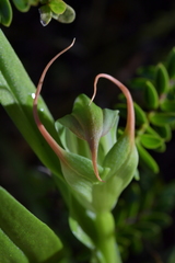 Pterostylis patens