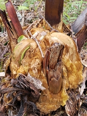 Cibotium glaucum