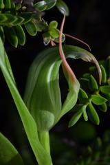 Pterostylis patens
