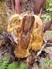 Cibotium glaucum