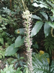 Habenaria stenopetala