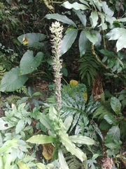 Habenaria stenopetala