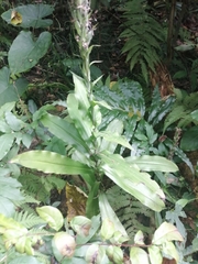 Habenaria stenopetala