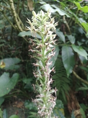 Habenaria stenopetala