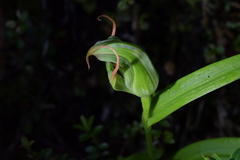 Pterostylis patens