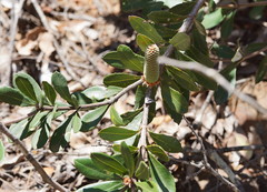 Banksia saxicola