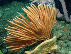 Sphaerokodisis australis
