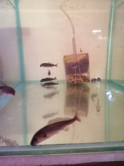 Mormyrus longirostris