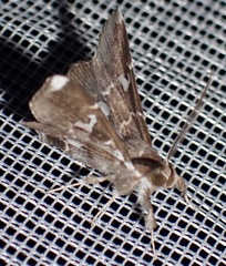 Claterna gracillodina