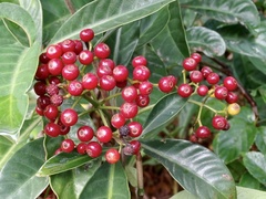 Psychotria asiatica