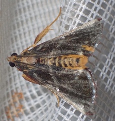 Pithyllis metachryseis