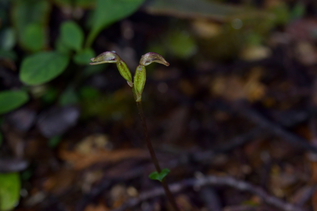 Townsonia deflexa