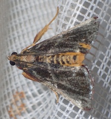Pithyllis metachryseis