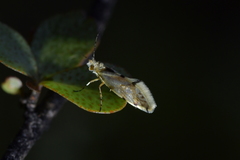 Sabatinca chalcophanes