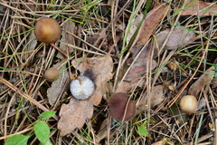 Strobilurus esculentus