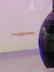 Acestrorhynchus falcirostris