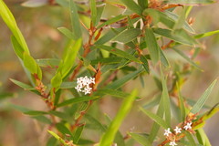 Leucopogon neurophyllus