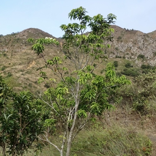 Reevesia thyrsoidea