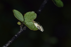 Sabatinca chalcophanes