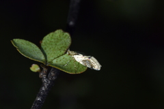 Sabatinca chalcophanes