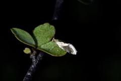 Sabatinca chalcophanes