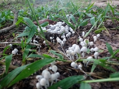 Coprinellus disseminatus