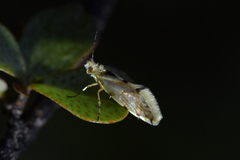 Sabatinca chalcophanes