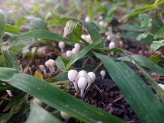 Coprinellus disseminatus