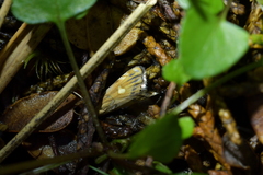 Glaucocharis leucoxantha