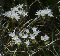 Allium drummondii