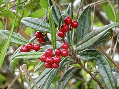 Ardisia lindleyana