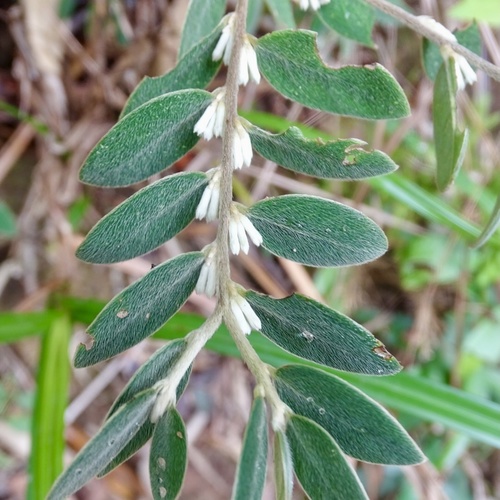 Daphne championii (Daphne championii)
