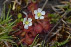 Drosera