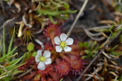 Drosera