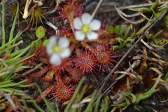Drosera