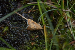 Glaucocharis leucoxantha