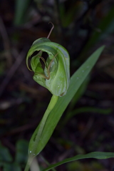 Pterostylis patens