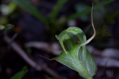 Pterostylis patens