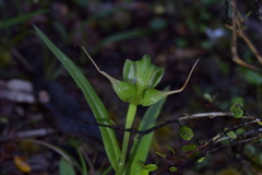 Pterostylis patens
