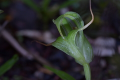 Pterostylis patens