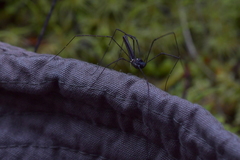 Pantopsalis cheliferoides