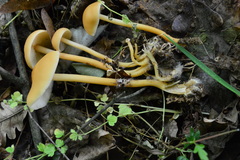 Gymnopus aquosus