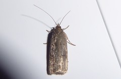 Phaeosaces apocrypta