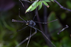 Pantopsalis cheliferoides