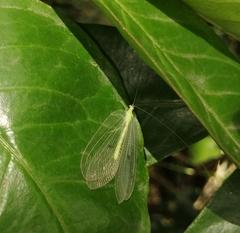 Apochrysa evanida